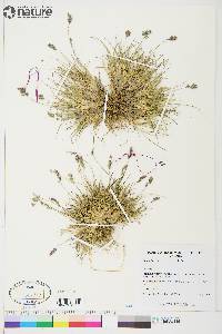 Poa abbreviata image