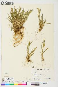 Poa alpina image