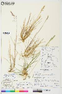 Poa arctica subsp. lanata image