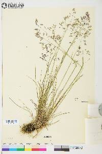 Poa arctica image