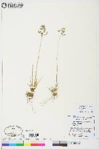 Poa arctica subsp. caespitans image