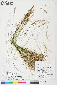 Poa glauca image