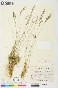 Poa glauca image