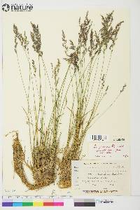 Poa glauca image