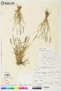 Poa glauca image