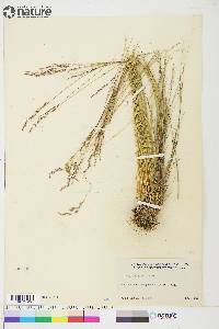 Poa glauca image