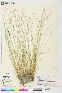 Poa glauca image