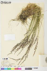 Poa glauca image