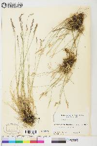 Poa glauca image