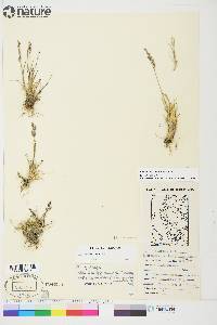 Poa hartzii image