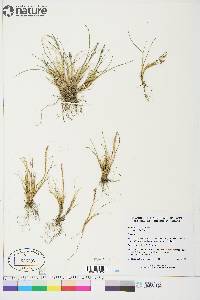 Poa hartzii image