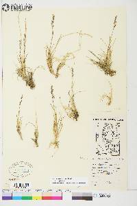 Poa hartzii image