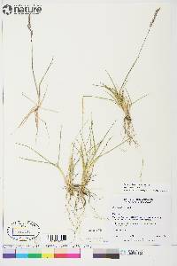 Poa hartzii image