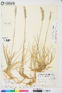 Leymus mollis subsp. villosissimus image