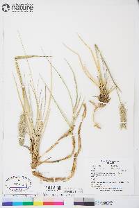 Leymus mollis subsp. villosissimus image