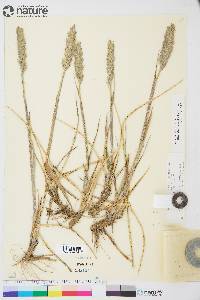 Leymus mollis subsp. villosissimus image