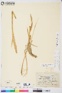 Leymus mollis subsp. villosissimus image