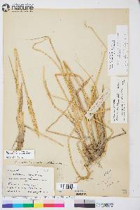 Leymus mollis subsp. villosissimus image