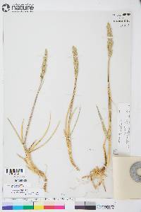 Leymus mollis subsp. villosissimus image