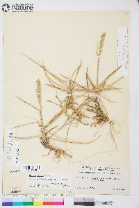 Leymus mollis subsp. villosissimus image