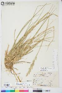 Leymus mollis subsp. villosissimus image