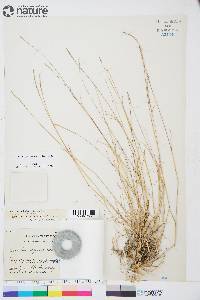 Muhlenbergia richardsonis image