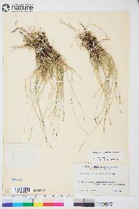 Muhlenbergia richardsonis image