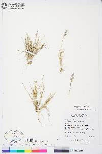 Poa ammophila image