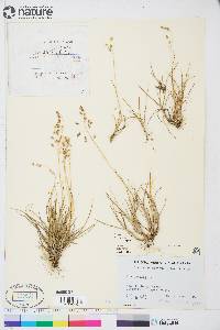 Poa arctica image