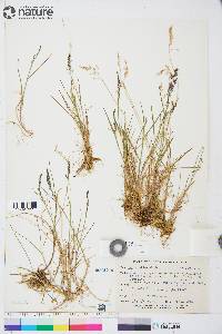 Poa arctica image