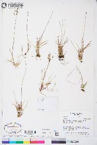 Poa arctica image