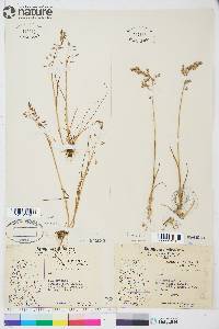 Poa arctica image