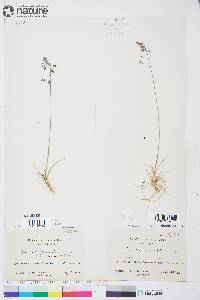 Poa arctica image