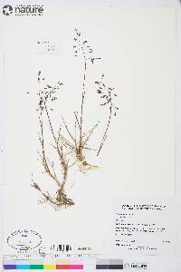 Poa arctica subsp. arctica image