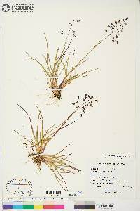 Poa arctica subsp. caespitans image