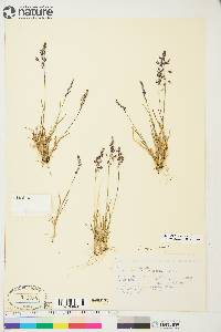 Poa arctica subsp. caespitans image