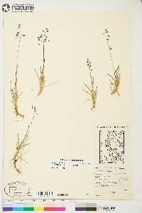 Poa arctica subsp. caespitans image