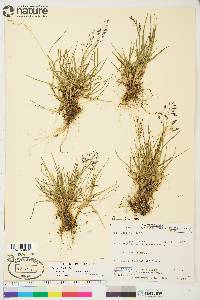 Poa arctica image