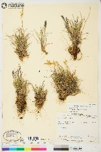 Poa arctica subsp. caespitans image