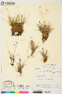 Poa arctica subsp. caespitans image