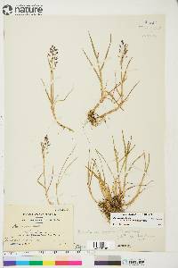 Poa arctica subsp. caespitans image