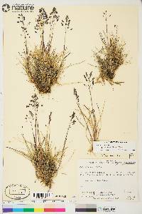 Poa arctica image