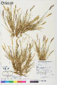 Poa hartzii image