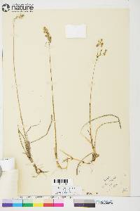 Anthoxanthum hirtum subsp. arcticum image
