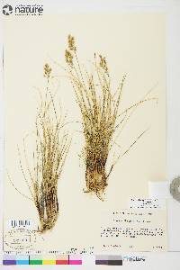 Anthoxanthum monticola subsp. alpinum image