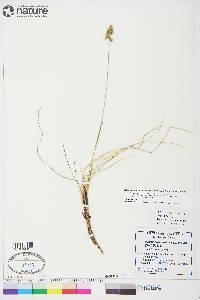 Anthoxanthum monticola subsp. alpinum image