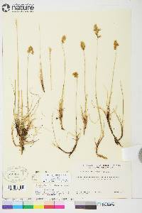 Anthoxanthum monticola subsp. alpinum image