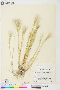 Hordeum jubatum subsp. jubatum image