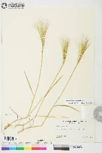 Hordeum jubatum subsp. jubatum image