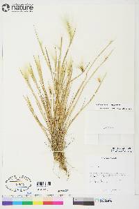 Hordeum jubatum subsp. jubatum image